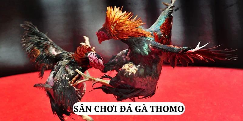 Tìm hiểu thêm về hình thức chọi gà Thomo